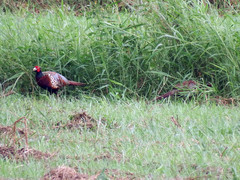 Phasianus colchicus formosanus
