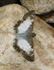 Antigonus emorsa