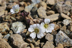 Cerastium nigrescens