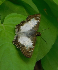 Antigonus emorsa