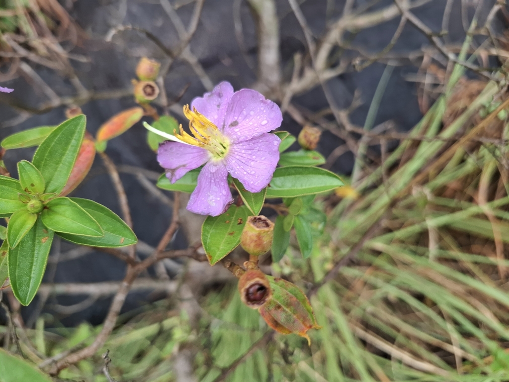 Osbeckia aspera