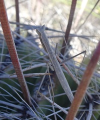 Yersiniops solitarius