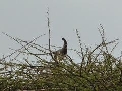 Corythaixoides leucogaster