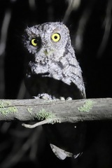 Megascops trichopsis