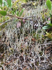 Cladonia cornuta