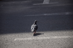 Columba livia domestica