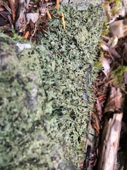 Pilophorus acicularis