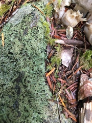 Pilophorus acicularis