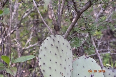 Opuntia robusta