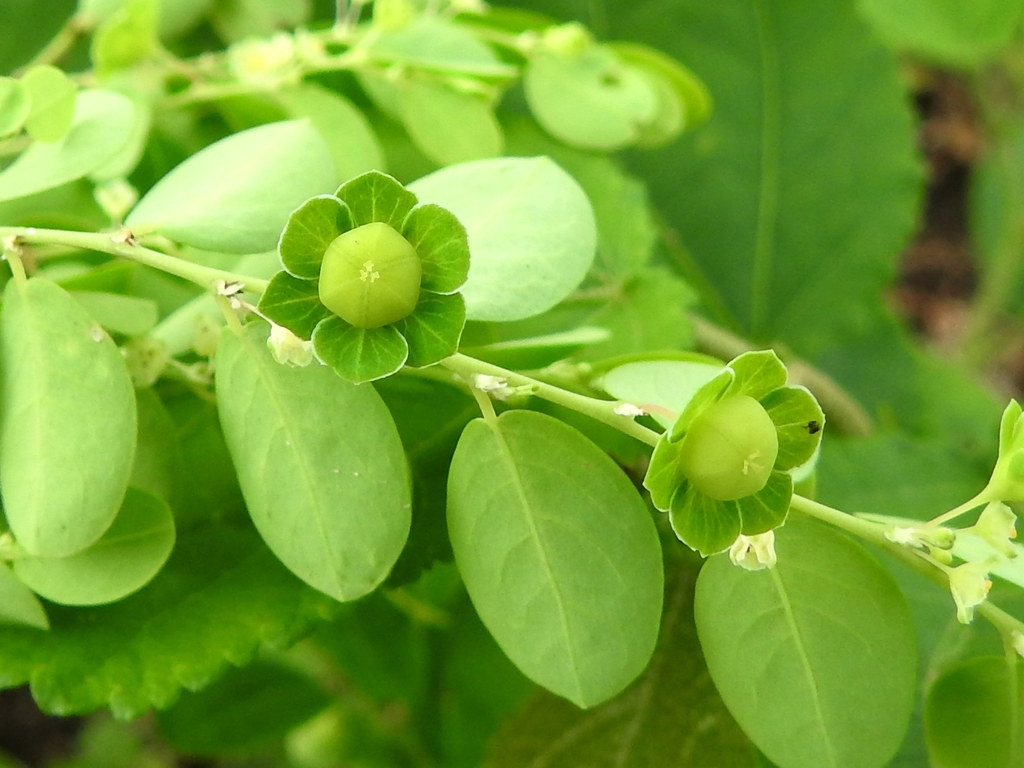 Phyllanthus liebmannianus
