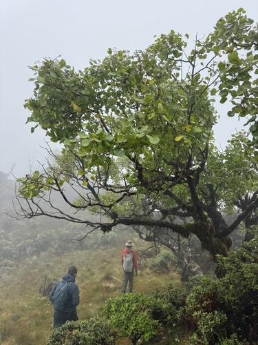 Cheirodendron dominii observed 2025-06-22