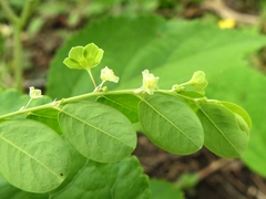 Phyllanthus liebmannianus