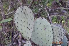Opuntia robusta