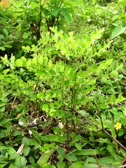 Phyllanthus liebmannianus