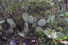 Opuntia robusta
