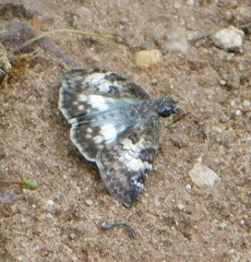 Chiomara georgina georgina