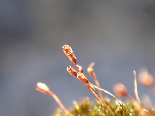 Hymenostylium recurvirostrum observed 2025-07-09
