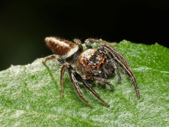 Opisthoncus grassator