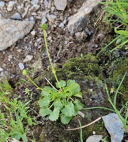 Crenate Buttercup (Ranunculus crenatus)
