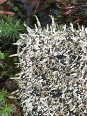 Pilophorus acicularis