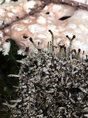 Pilophorus acicularis