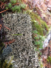 Pilophorus acicularis