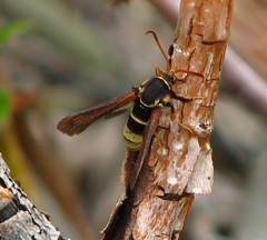 Paranthrene robiniae