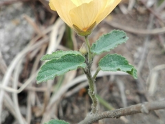 Gaya parviflora
