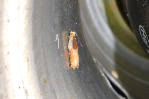 Two-toned Ancylis Moth photo 5