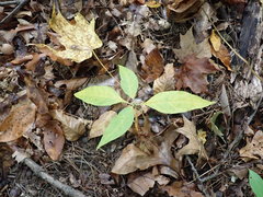 Asclepias quadrifolia
