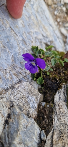 Alpine Pansy (Viola alpina)