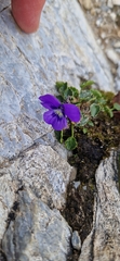 Viola alpina, photograph (c) Jens-Christian Svenning, some rights reserved (CC BY)