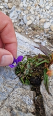 Viola alpina, photograph (c) Jens-Christian Svenning, some rights reserved (CC BY)