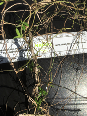 Trachelospermum asiaticum oblanceolatum