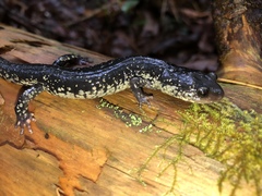 Plethodon chlorobryonis