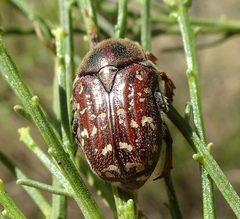 Euphoria leucographa