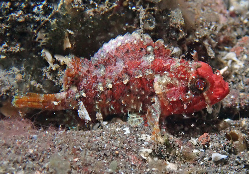 Adam's scorpionfish (Parascorpaena mcadamsi) — Scorpaenidae — 4