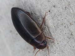 Copelatus chevrolati