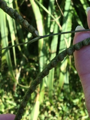 Paspalum floridanum