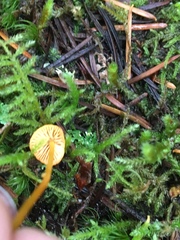 Mycena oregonensis