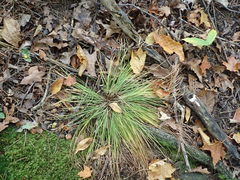 Trichophorum planifolium