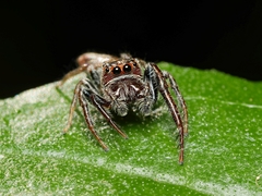 Opisthoncus grassator