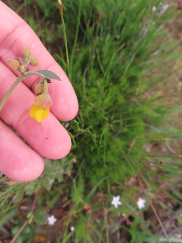Geneesbossie (Hermannia multiflora)