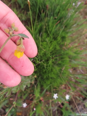 Hermannia multiflora, photograph (c) linkie, some rights reserved (CC BY)