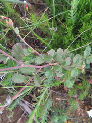 Hermannia multiflora, photograph (c) linkie, some rights reserved (CC BY)