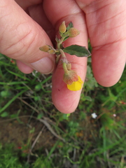 Hermannia multiflora, photograph (c) linkie, some rights reserved (CC BY)