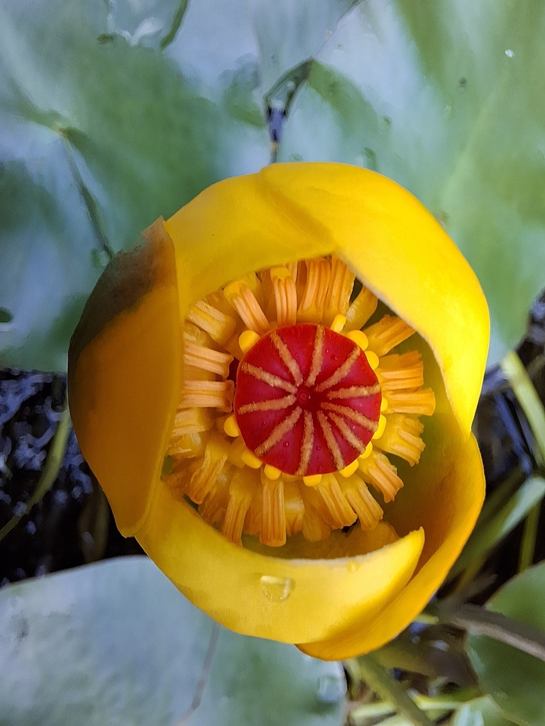intermediate pond-lily