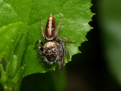 Opisthoncus grassator