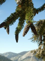 Pinus balfouriana austrina