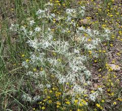 Eryngium heterophyllum